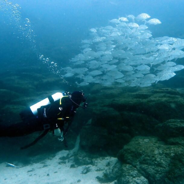 Fun Dives para buceadores certificados Dives from shore and boat. Certified divers. Vida marina Tenerife