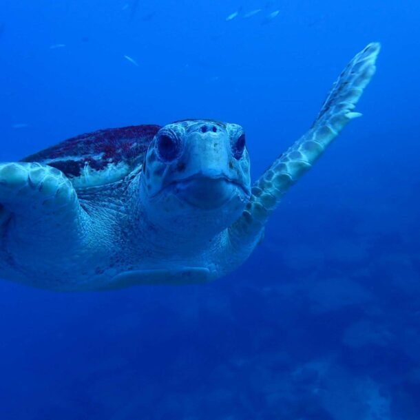 Scuba Diving with Turtles.