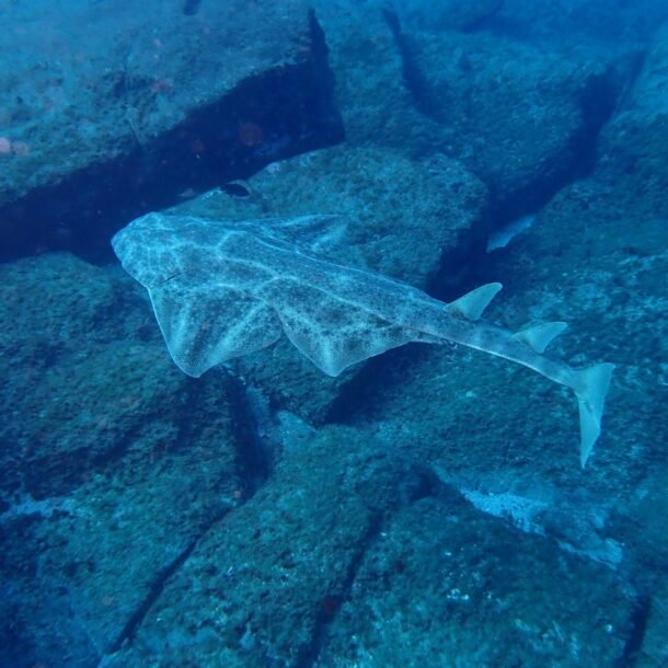 Internship of marine biologist