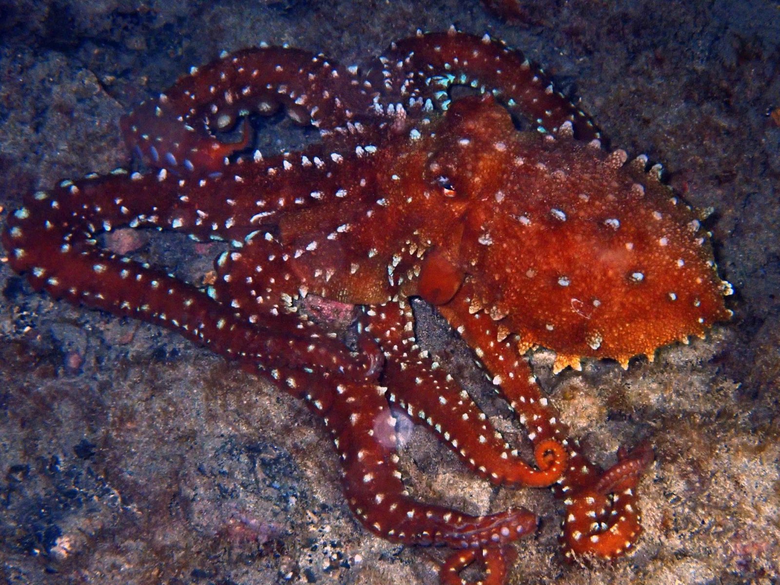 octopus-dive-scaled.jpg